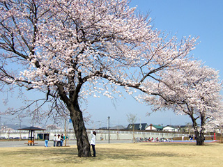 桜ヶ丘公園